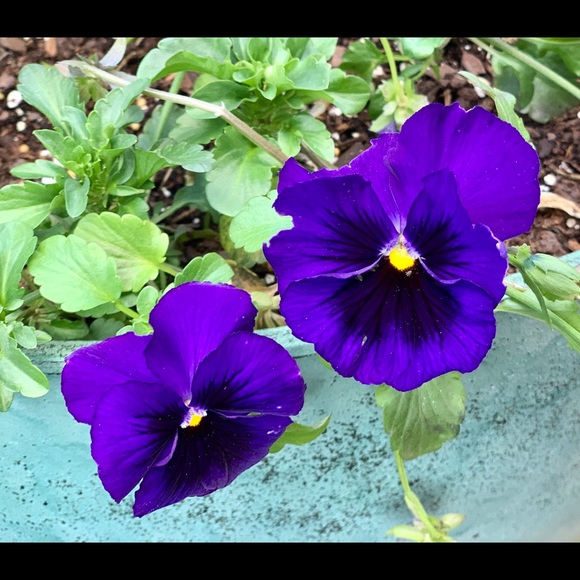 Meet your Posher, Kimberly - Picture 3 of 8